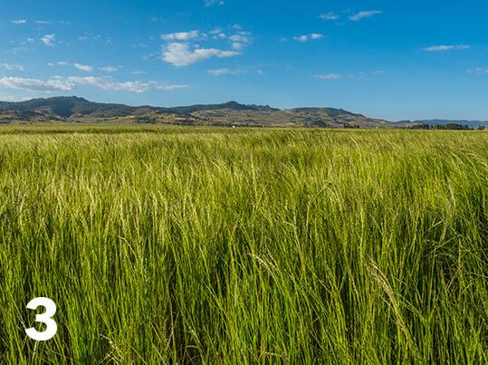 teff-3